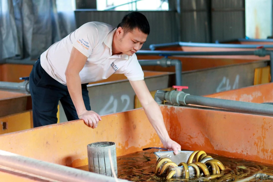 Chàng trai Hà Tĩnh thu hơn 6 tỷ mỗi năm nhờ nuôi lươn kiểu mới Chàng trai Hà Tĩnh thu hơn 6 tỷ mỗi năm nhờ nuôi lươn kiểu mới