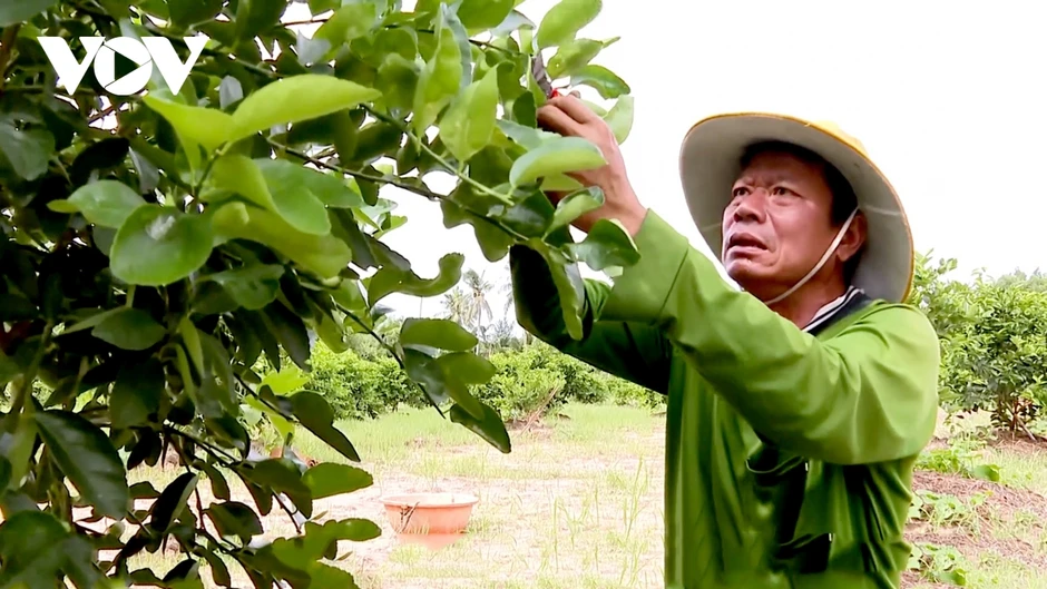 Chanh không hạt Vĩnh Long - hành trình từ ruộng lúa đến thị trường châu Âu Chanh không hạt Vĩnh Long - hành trình từ ruộng lúa đến thị trường châu Âu