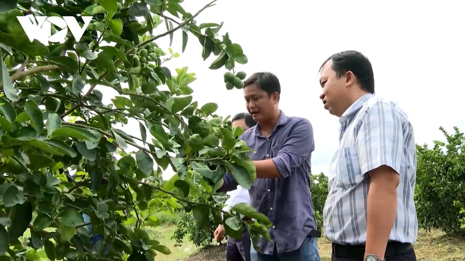 Chanh không hạt Vĩnh Long - hành trình từ ruộng lúa đến thị trường châu Âu Chanh không hạt Vĩnh Long - hành trình từ ruộng lúa đến thị trường châu Âu