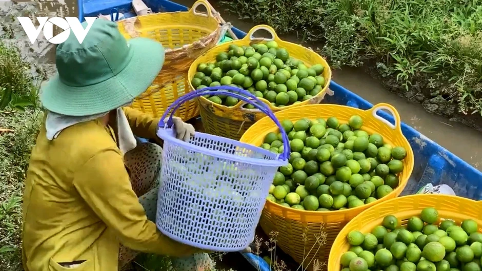 Chanh không hạt Vĩnh Long - hành trình từ ruộng lúa đến thị trường châu Âu Chanh không hạt Vĩnh Long - hành trình từ ruộng lúa đến thị trường châu Âu