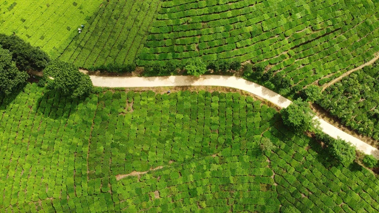 Chè Bản Lầu kêu cứu