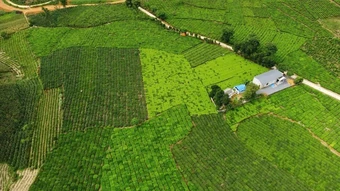 Chè Bản Lầu kêu cứu