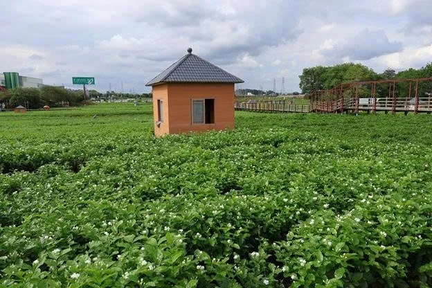Chè Việt quảng bá tại “Ngày Quốc tế Chè” ở Quảng Tây, mở rộng cơ hội hợp tác Chè Việt quảng bá tại “Ngày Quốc tế Chè” ở Quảng Tây, mở rộng cơ hội hợp tác
