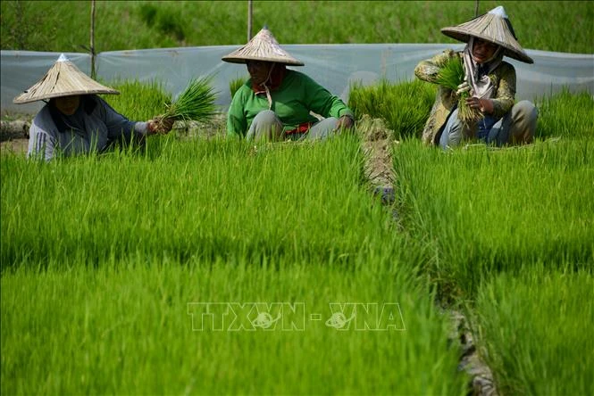 Chiến lược an ninh lương thực trong bối cảnh xung đột - Bài 2: Indonesia tạo đòn bẩy ảnh hưởng Chiến lược an ninh lương thực trong bối cảnh xung đột - Bài 2: Indonesia tạo đòn bẩy ảnh hưởng