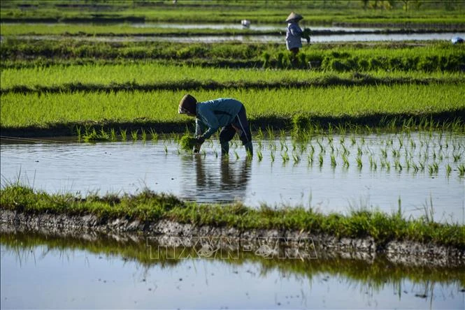 Chiến lược an ninh lương thực trong bối cảnh xung đột - Bài 2: Indonesia tạo đòn bẩy ảnh hưởng Chiến lược an ninh lương thực trong bối cảnh xung đột - Bài 2: Indonesia tạo đòn bẩy ảnh hưởng