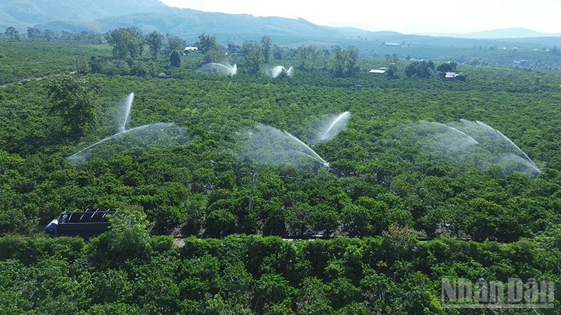 Chủ động giữ nguồn sống cho cây trồng Chủ động giữ nguồn sống cho cây trồng