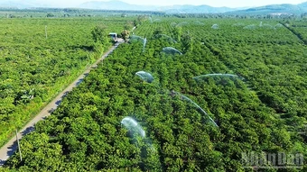Chủ động giữ nguồn sống cho cây trồng