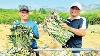 Chủ động liên kết phát triển nông nghiệp địa phương