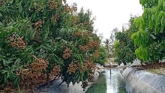 Chủ động sản xuất nông nghiệp thích ứng với hạn mặn