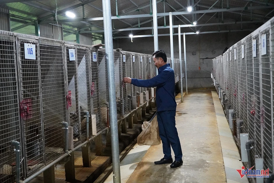 Chủ khách sạn ở Nghệ An đầu tư tiền tỷ nuôi chồn hương, thu tiền tỷ/năm Chủ khách sạn ở Nghệ An đầu tư tiền tỷ nuôi chồn hương, thu tiền tỷ/năm