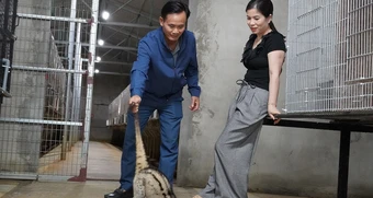 Chủ khách sạn ở Nghệ An đầu tư tiền tỷ nuôi chồn hương, thu tiền tỷ/năm
