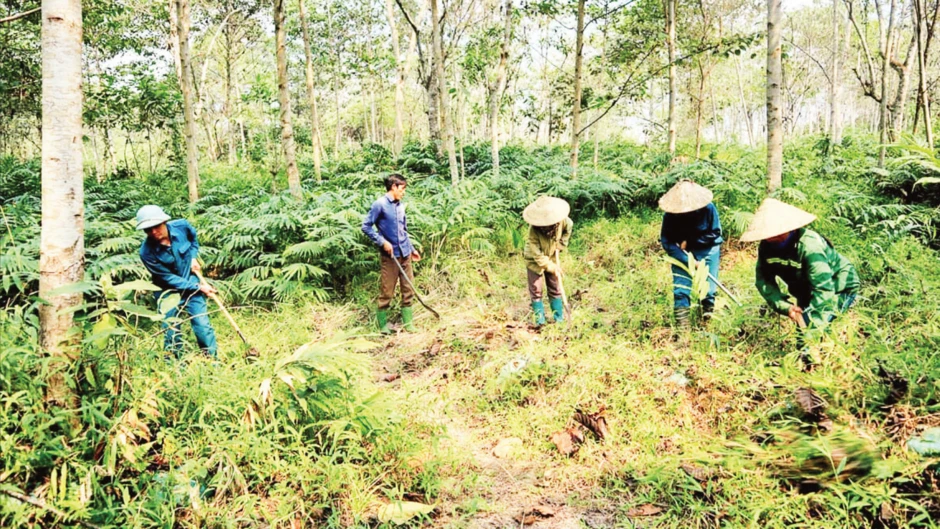 Chú trọng bảo vệ và nâng cao chất lượng rừng Chú trọng bảo vệ và nâng cao chất lượng rừng