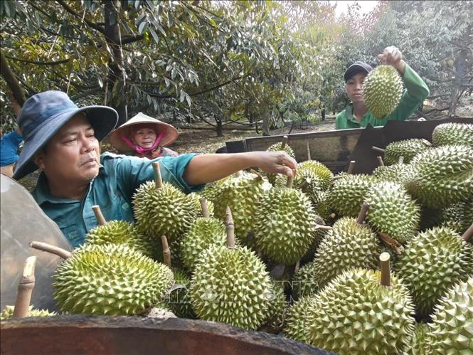 Chuẩn hóa sản xuất, nâng tầm thương hiệu sầu riêng Việt