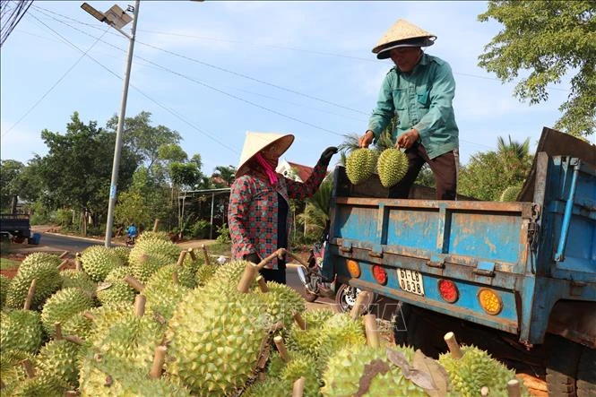Chuẩn hóa sản xuất, nâng tầm thương hiệu sầu riêng Việt
