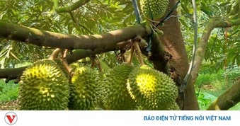 Chuẩn hóa truy xuất nguồn gốc để phát triển bền vững ngành hàng sầu riêng