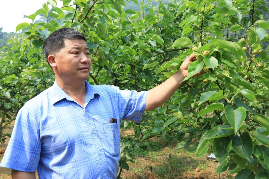 Chuyển đổi cây trồng trên vùng đất "khát" Chuyển đổi cây trồng trên vùng đất "khát"
