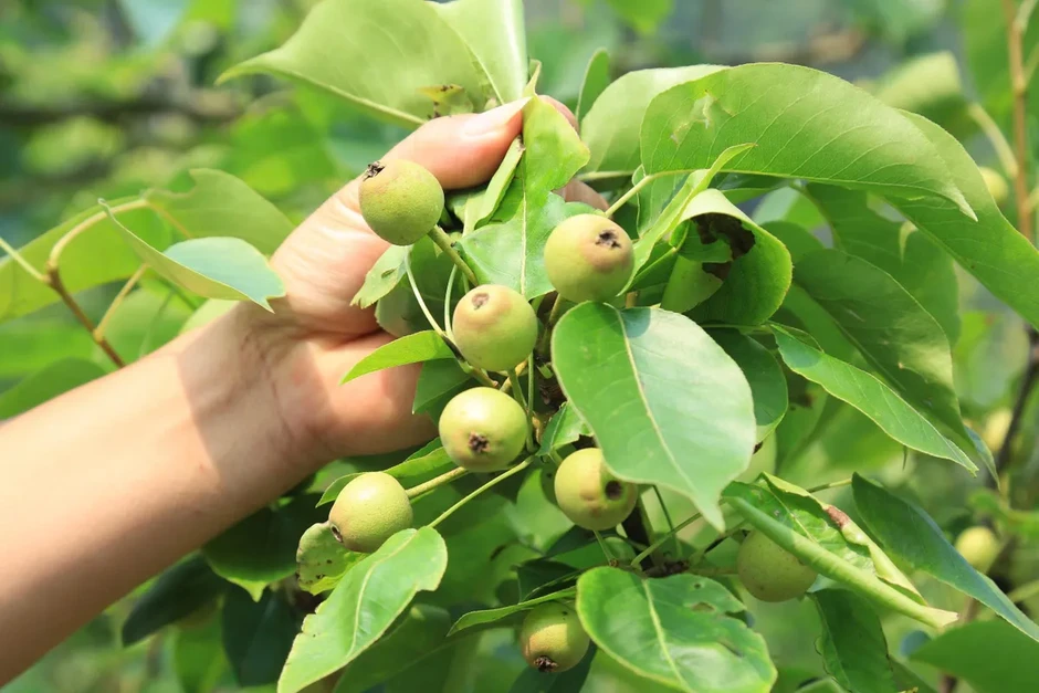 Chuyển đổi cây trồng trên vùng đất "khát" Chuyển đổi cây trồng trên vùng đất "khát"
