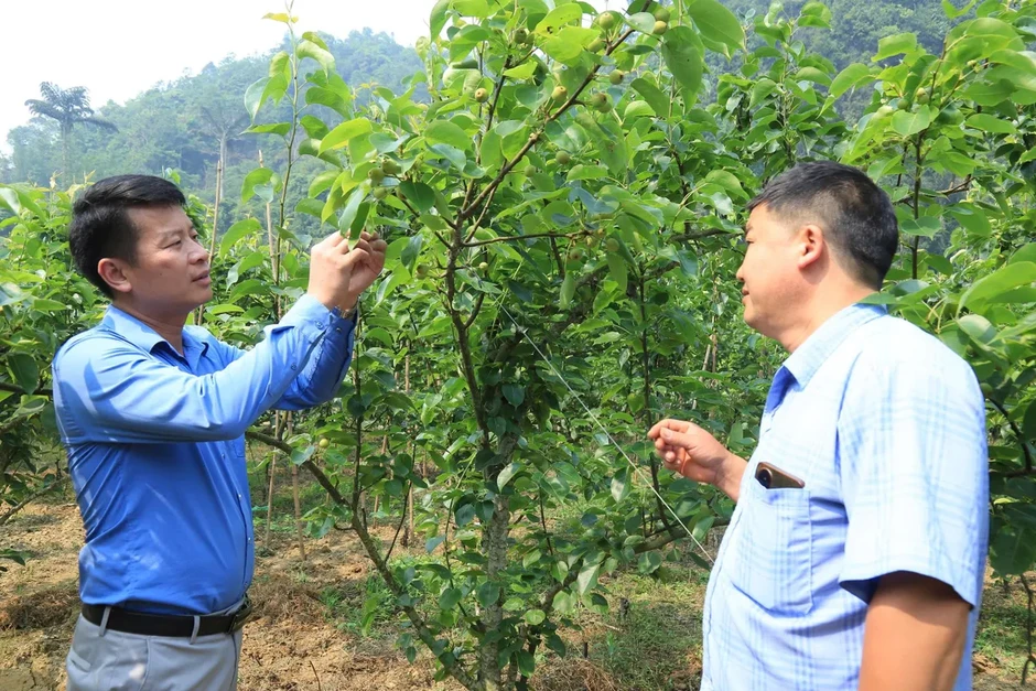 Chuyển đổi cây trồng trên vùng đất "khát" Chuyển đổi cây trồng trên vùng đất "khát"