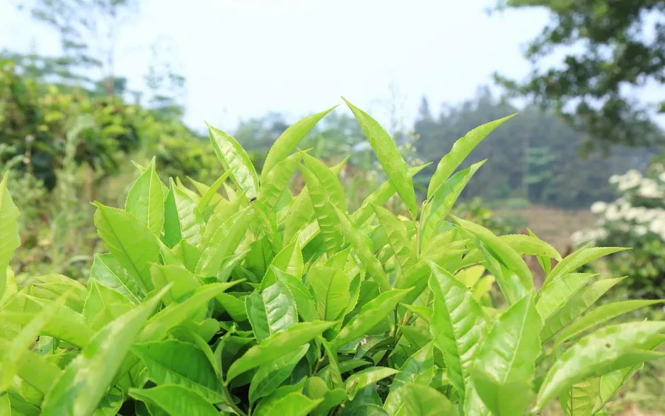 Chuyển đổi cây trồng trên vùng đất "khát" Chuyển đổi cây trồng trên vùng đất "khát"
