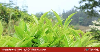 Chuyển đổi cây trồng trên vùng đất "khát"