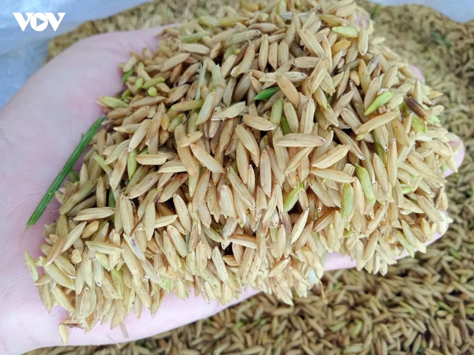 Chuyển đổi xanh cho hạt gạo Đồng bằng sông Cửu Long Chuyển đổi xanh cho hạt gạo Đồng bằng sông Cửu Long