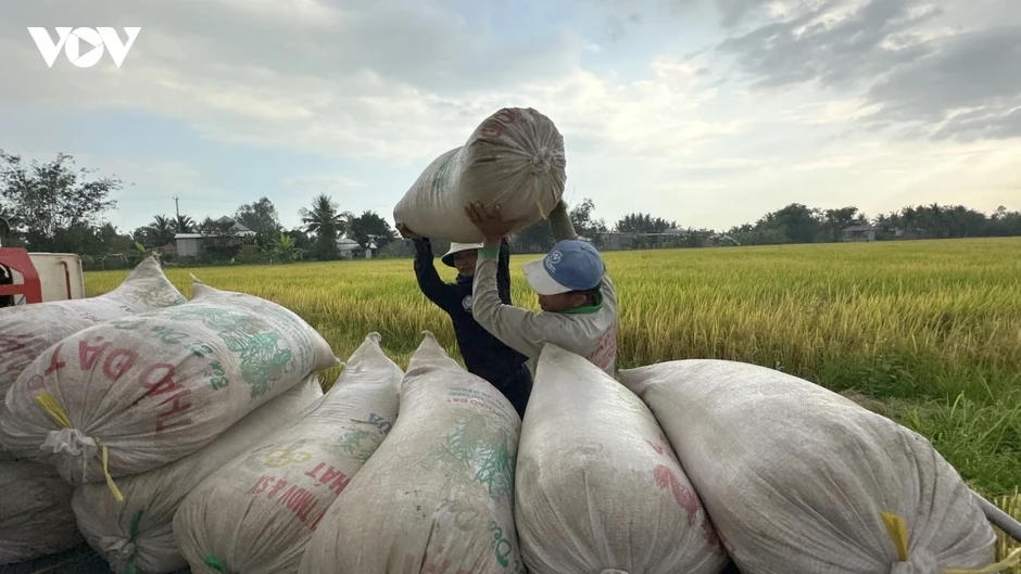 Chuyển đổi xanh cho hạt gạo Đồng bằng sông Cửu Long Chuyển đổi xanh cho hạt gạo Đồng bằng sông Cửu Long