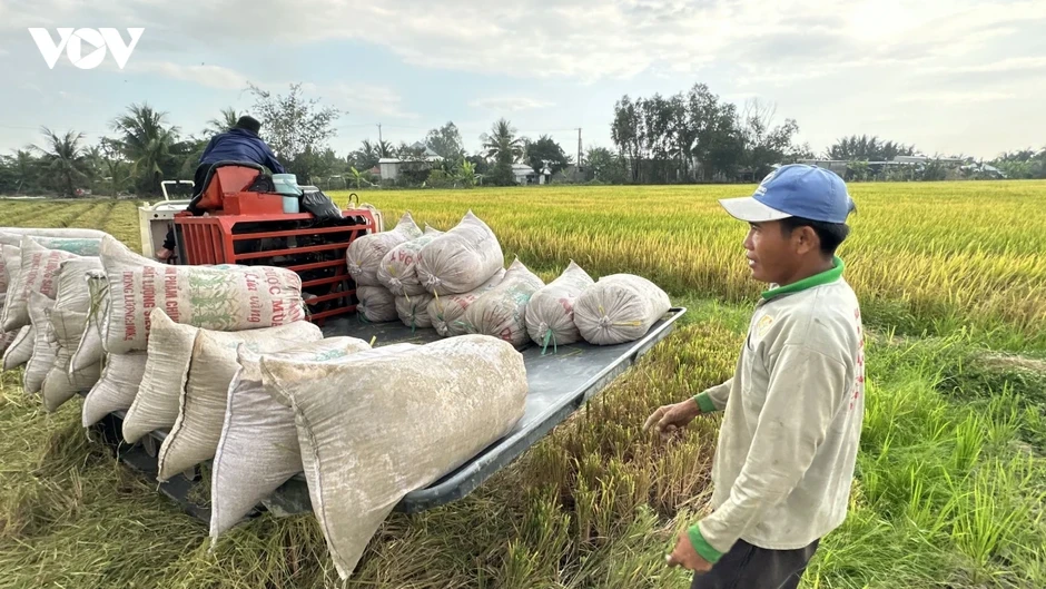 Chuyển đổi xanh cho hạt gạo Đồng bằng sông Cửu Long Chuyển đổi xanh cho hạt gạo Đồng bằng sông Cửu Long