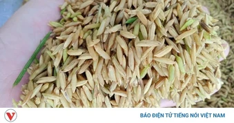Chuyển đổi xanh cho hạt gạo Đồng bằng sông Cửu Long