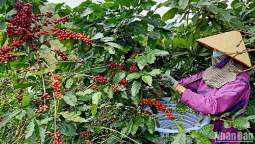 Con đường nông sản Việt Nam Con đường nông sản Việt Nam
