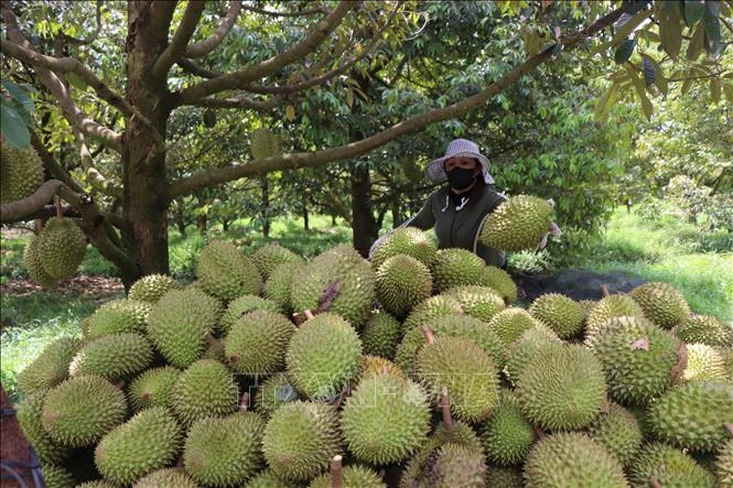 Công văn khẩn của Hải quan về thông quan nhanh hàng nông sản xuất khẩu Công văn khẩn của Hải quan về thông quan nhanh hàng nông sản xuất khẩu