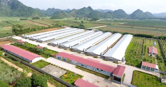 C.P. Việt Nam tăng cường ứng dụng AI vào chuỗi nông nghiệp - thực phẩm