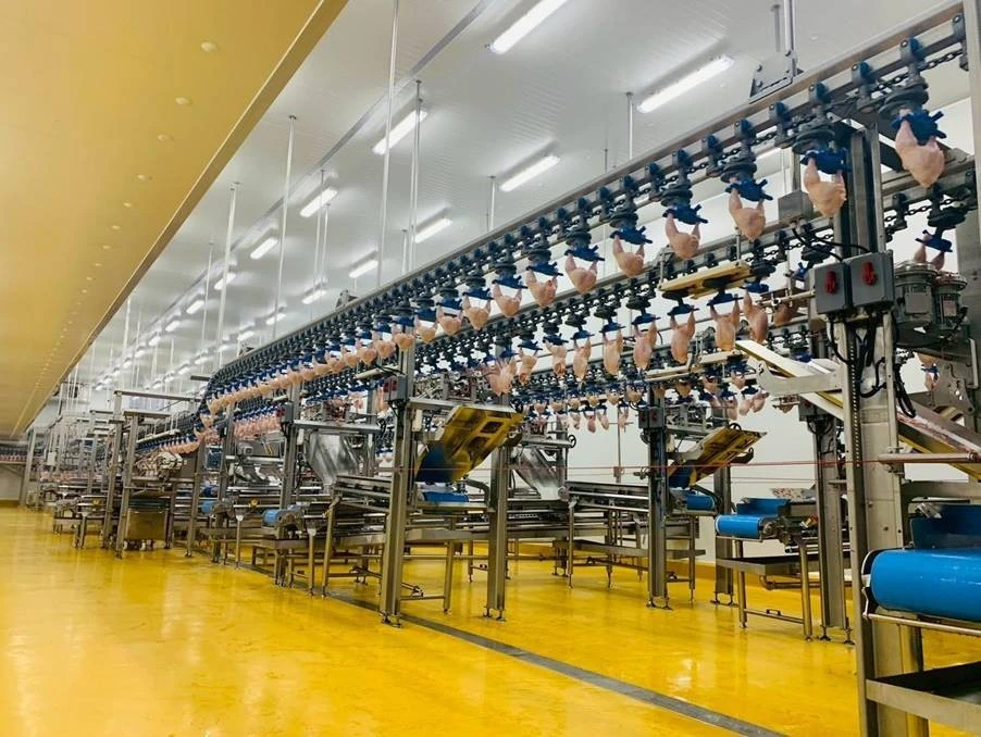 C.P. Việt Nam thúc đẩy chuyển đổi AI trong chuỗi tích hợp Feed - Farm - Food C.P. Việt Nam thúc đẩy chuyển đổi AI trong chuỗi tích hợp Feed - Farm - Food