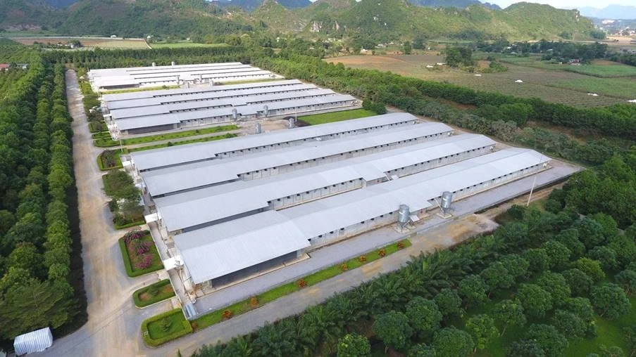 C.P. Việt Nam thúc đẩy chuyển đổi AI trong chuỗi tích hợp Feed - Farm - Food C.P. Việt Nam thúc đẩy chuyển đổi AI trong chuỗi tích hợp Feed - Farm - Food