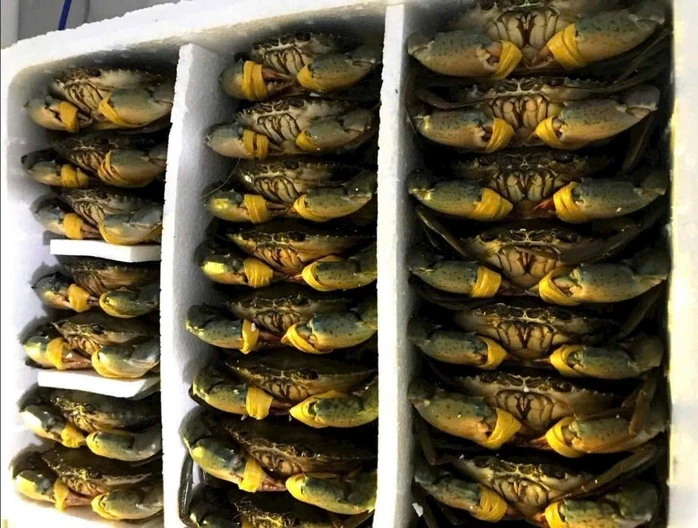 Cua biển Cà Mau tăng hơn 100.000 đồng/kg dịp lễ 30-4 và 1-5 Cua biển Cà Mau tăng hơn 100.000 đồng/kg dịp lễ 30-4 và 1-5