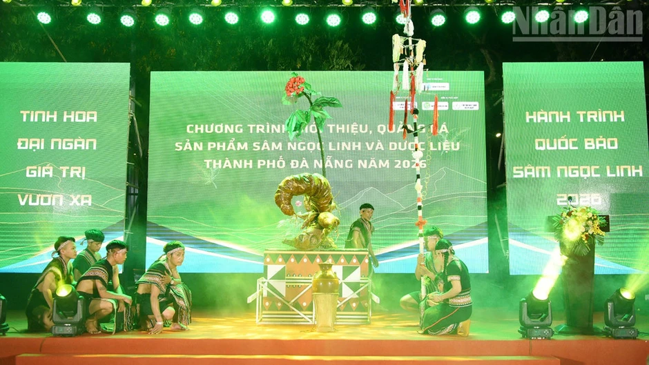 Đà Nẵng: Đưa “quốc bảo” Sâm Ngọc Linh xuống phố Đà Nẵng: Đưa “quốc bảo” Sâm Ngọc Linh xuống phố