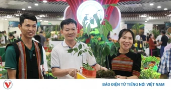 Đà Nẵng khai mạc Lễ hội Sâm Ngọc Linh và Dược liệu quốc tế 2026