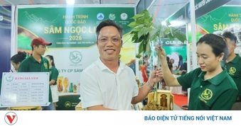 Đà Nẵng lần đầu dựng không gian trưng bày Sâm Ngọc Linh cạnh Chợ đêm Sơn Trà