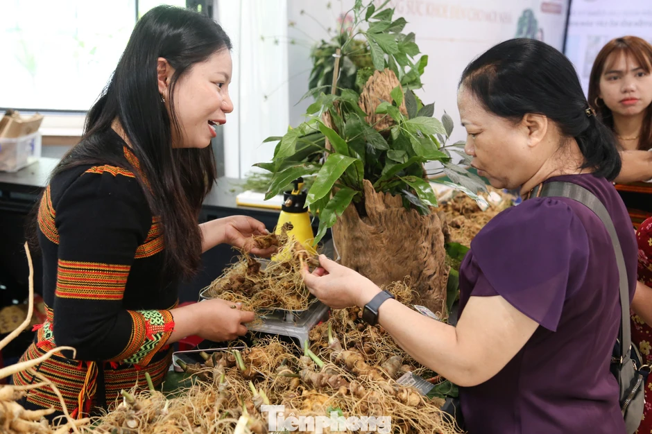Đà Nẵng tìm lối đưa sâm, dược liệu sang Hàn Quốc, Trung Quốc