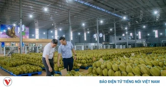 Đắk Lắk ban hành Quy chế quản lý hoạt động ngành hàng “tỷ đô” sầu riêng