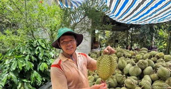 Đắk Lắk chấm dứt cảnh mua bán 'chụp giật' sầu riêng