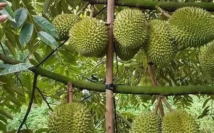 Đắk Lắk đề nghị gỡ vướng cho sầu riêng xuất khẩu Đắk Lắk đề nghị gỡ vướng cho sầu riêng xuất khẩu