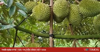 Đắk Lắk đề nghị gỡ vướng cho sầu riêng xuất khẩu