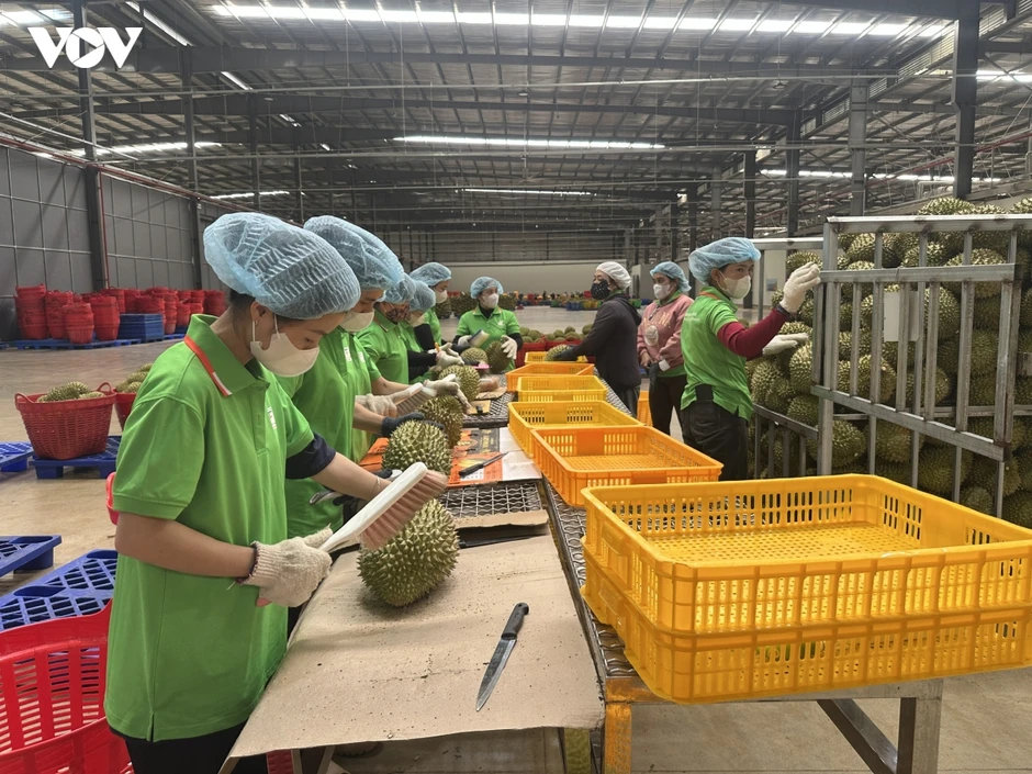 Đắk Lắk đề nghị gỡ vướng để hơn 7.600 ha sầu riêng kịp vụ xuất khẩu Đắk Lắk đề nghị gỡ vướng để hơn 7.600 ha sầu riêng kịp vụ xuất khẩu