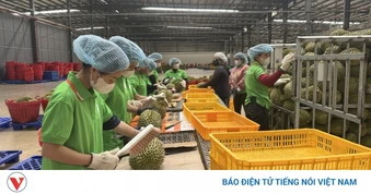 Đắk Lắk đề nghị gỡ vướng để hơn 7.600 ha sầu riêng kịp vụ xuất khẩu