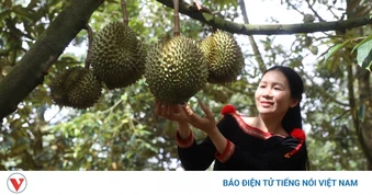 Đắk Lắk kỳ vọng Lễ hội Sầu riêng tạo giá trị bền vững cho người trồng