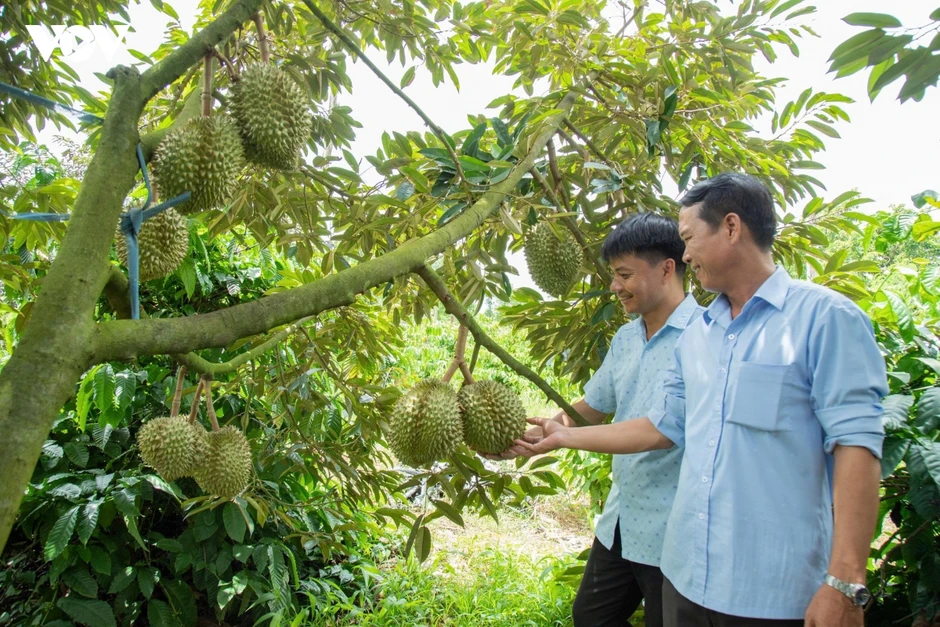 Đắk Lắk kỳ vọng Nghị quyết 36 mở đường cho xuất khẩu sầu riêng minh bạch, bền vững Đắk Lắk kỳ vọng Nghị quyết 36 mở đường cho xuất khẩu sầu riêng minh bạch, bền vững