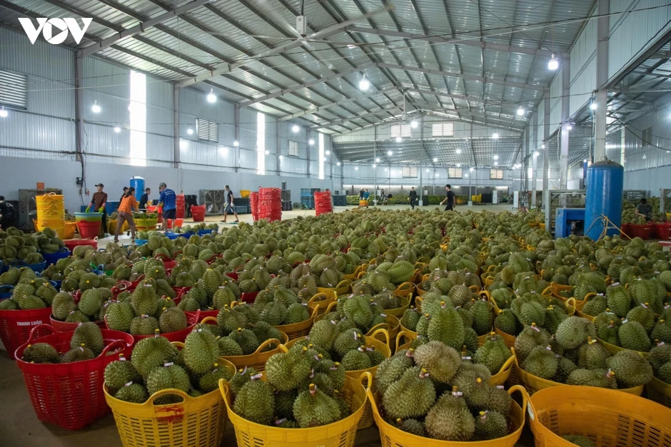 Đắk Lắk kỳ vọng Nghị quyết 36 mở đường cho xuất khẩu sầu riêng minh bạch, bền vững Đắk Lắk kỳ vọng Nghị quyết 36 mở đường cho xuất khẩu sầu riêng minh bạch, bền vững
