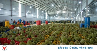 Đắk Lắk kỳ vọng Nghị quyết 36 mở đường cho xuất khẩu sầu riêng minh bạch, bền vững
