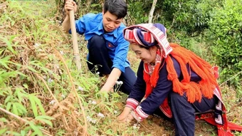Đánh thức “báu vật” trà Shan tuyết cổ, mở lối du lịch nông nghiệp tuần hoàn ở Hồ Thầu