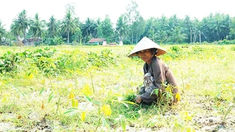 Đất suy thoái thách thức sinh kế người dân